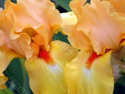 flower of an iris