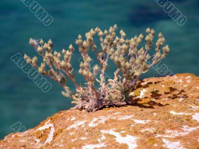 mountain plant