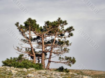 Mountain landscape. Crimea.