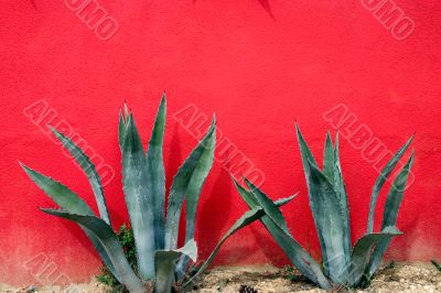 Agave cactus
