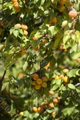 Apricot tree