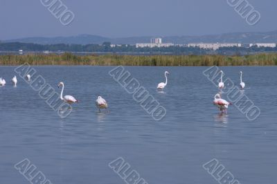 Flamingoes