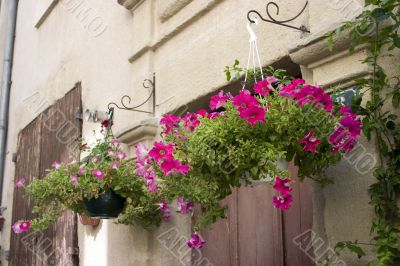 Hanging petunias