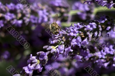 Lavender with bee