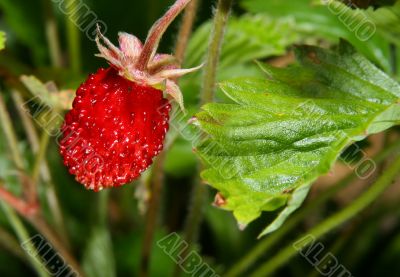 wild strawberry