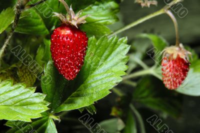 wild strawberry