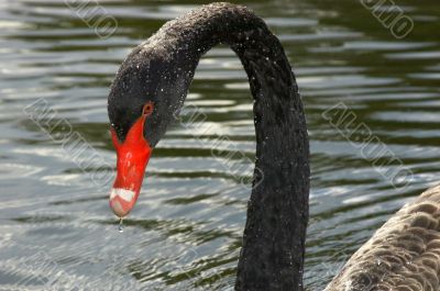 Black swan