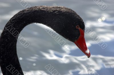 Black swan