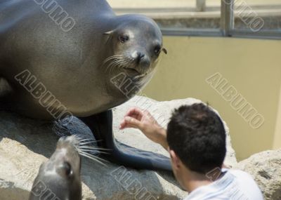 seal food