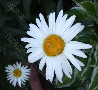 Fresh Daisy
