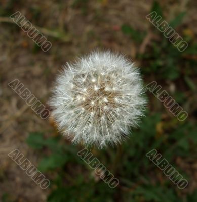 Fluffy Dandelion