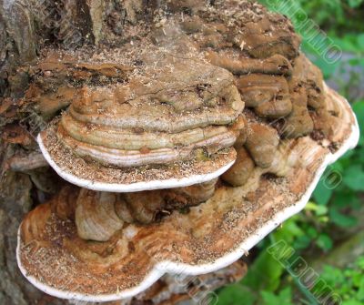 Tree Fungus