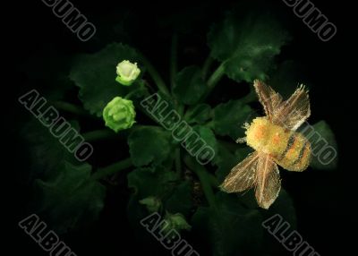 bumblebee