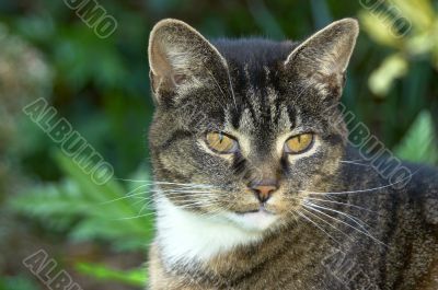 Portrait of an old cat