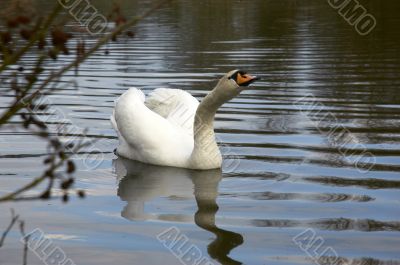 Mute swan