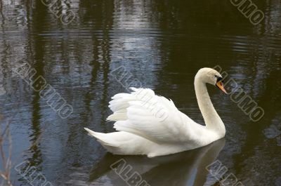 Mute swan