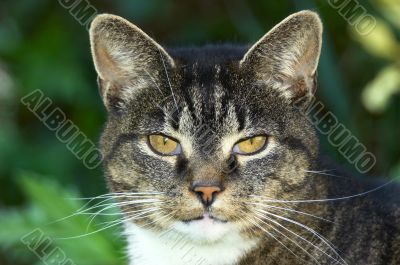 Portrait of an old cat