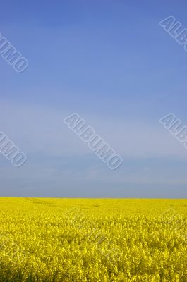 Rapeseed field