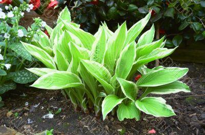 Hosta