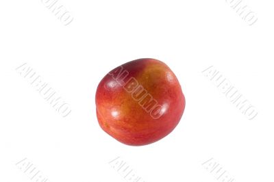Nectarine
