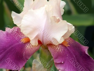flower of an iris