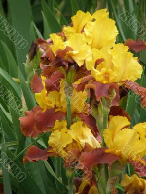 flower of an iris