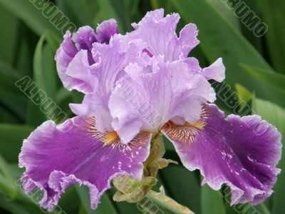 flower of an iris