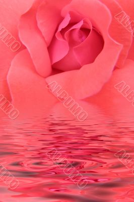 rose