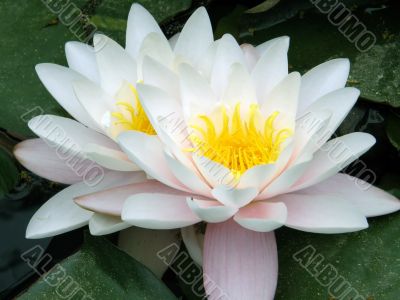 water lily