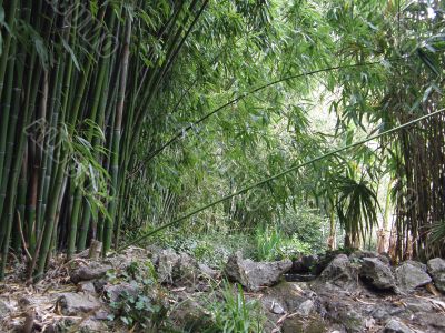 bamboo grove.