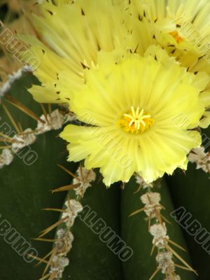 flowers of a cactus