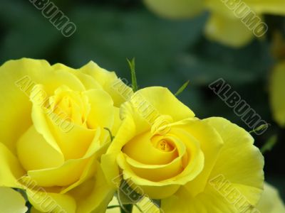 rose