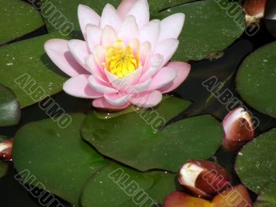 water lily