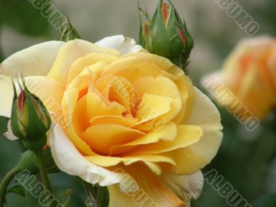 rose