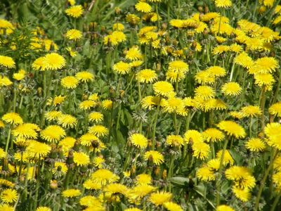 flowers of a dandelion.
