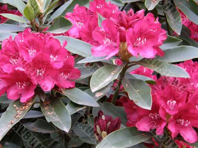 tropical flowers.