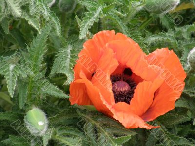flowers of a poppy.