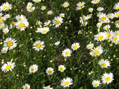 flowers of a camomile.