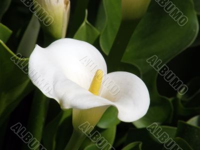 tropical flowers.