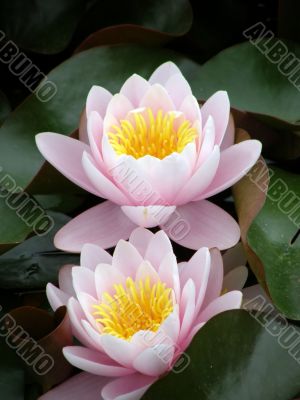water lily