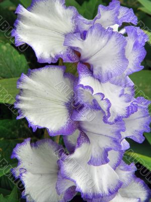flower of an iris