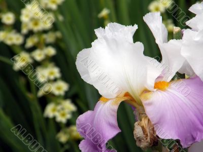 flower of an iris