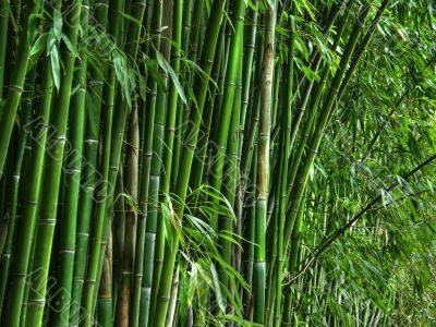 bamboo grove.