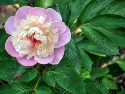 flowers. Peonies