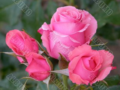 rose
