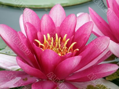 water lily