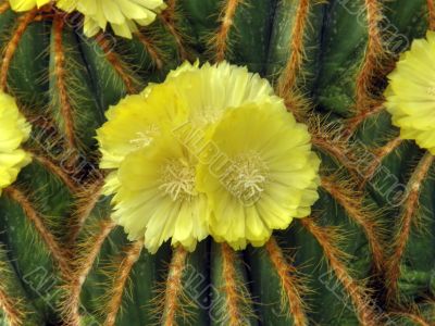 flowers of a cactus