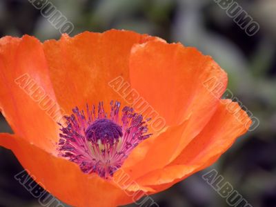 flowers of a poppy.