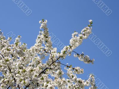 Flowers of a sweet cherry.
