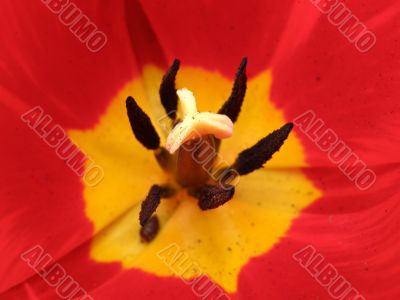 tulip